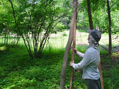 File:Fencing and wire are attached to the wood - not directly to the trees.jpg