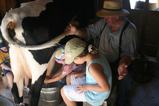 File:Milking-the-cow320.jpg
