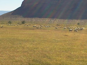 BB2016 sheep on church property.jpg