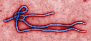 Ebola virus.jpg